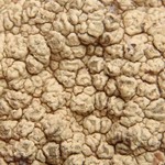 Pertusaria flavicunda