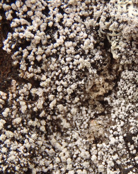 Pertusaria geminipara