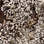 Pertusaria geminipara