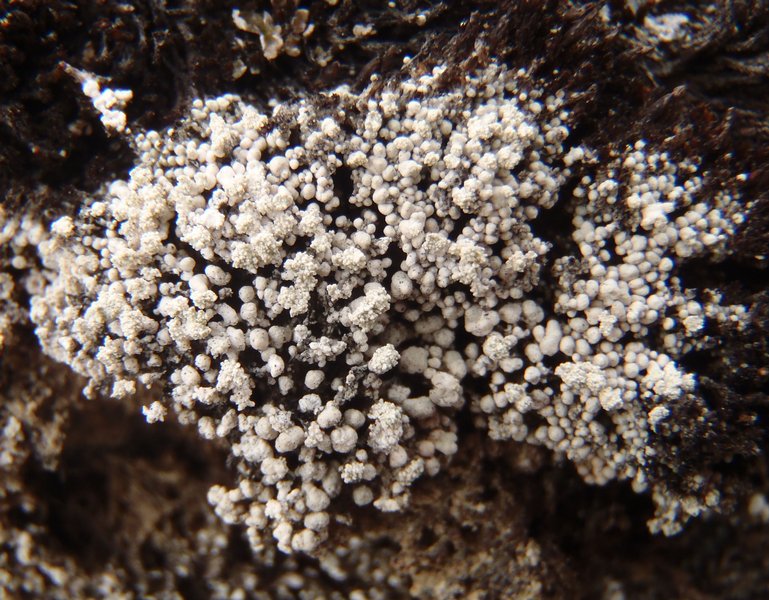 Pertusaria geminipara