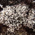 Pertusaria geminipara