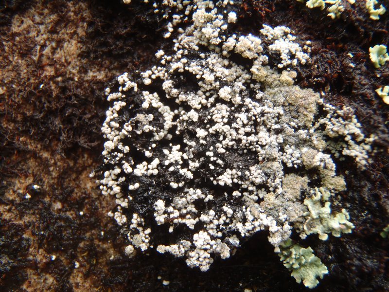 Pertusaria geminipara