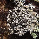 Pertusaria geminipara