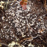 Pertusaria geminipara