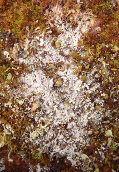 Pertusaria geminipara