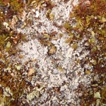 Pertusaria geminipara