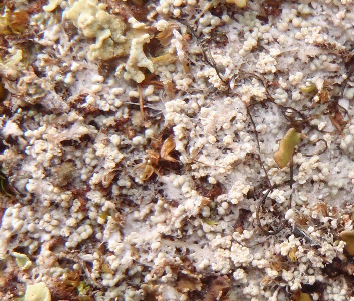 Pertusaria geminipara