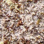 Pertusaria geminipara