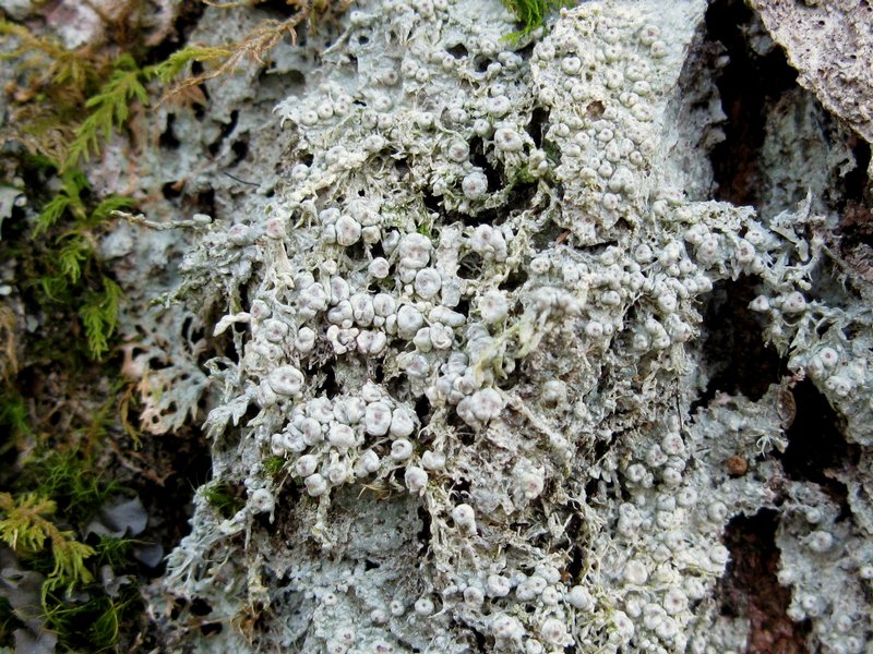 Pertusaria globularis