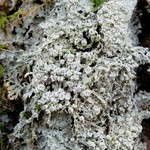 Pertusaria globularis
