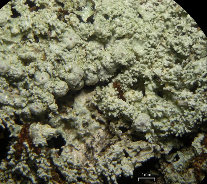 Pertusaria globularis