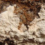 Pertusaria hemisphaerica