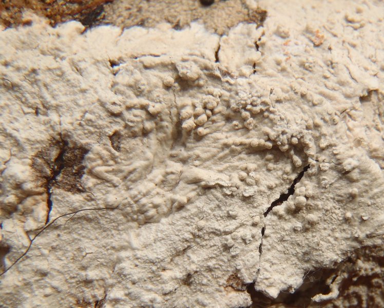 Pertusaria hemisphaerica