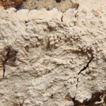 Pertusaria hemisphaerica