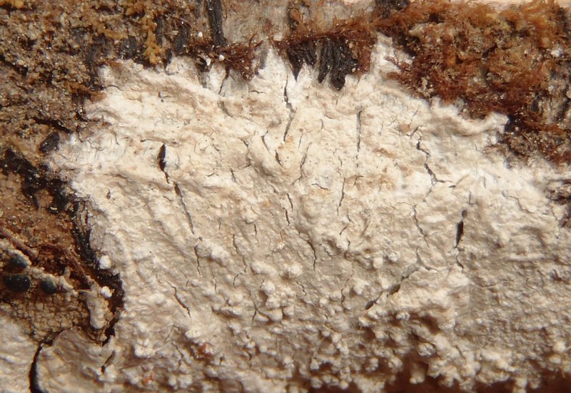 Pertusaria hemisphaerica