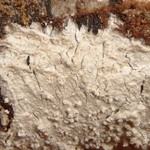 Pertusaria hemisphaerica