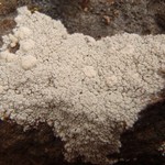 Pertusaria lactea