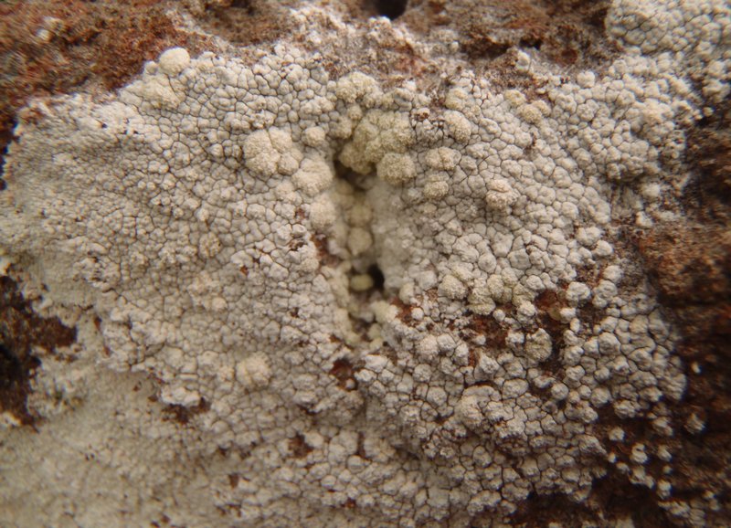 Pertusaria lactea