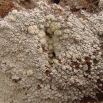 Pertusaria lactea