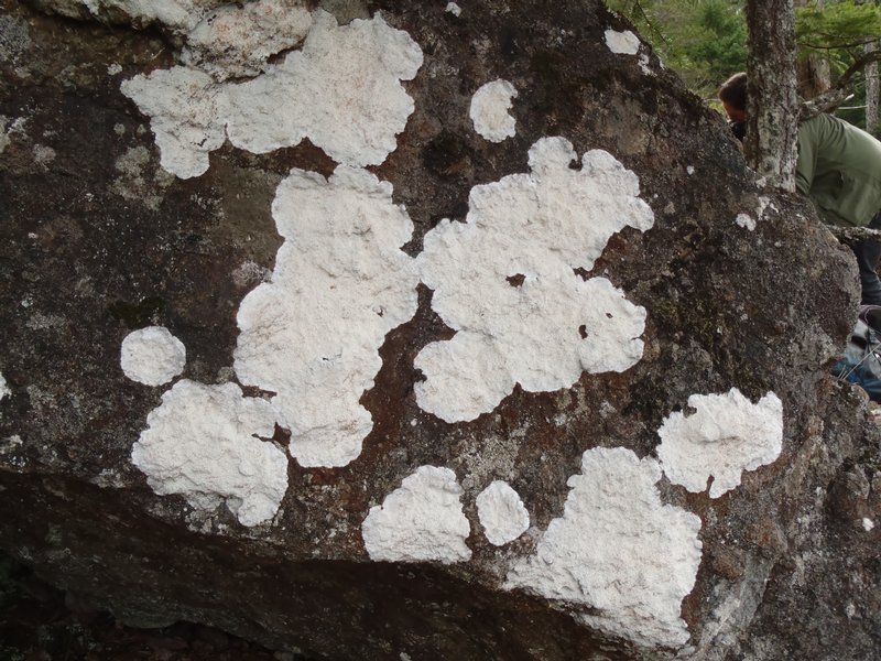 Pertusaria lactea