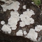 Pertusaria lactea