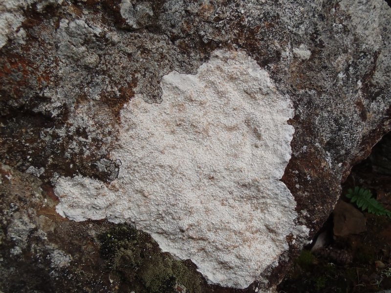Pertusaria lactea