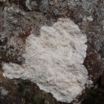 Pertusaria lactea