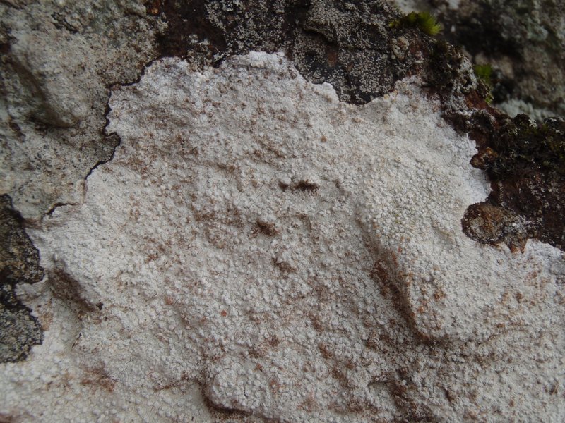 Pertusaria lactea