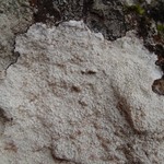 Pertusaria lactea