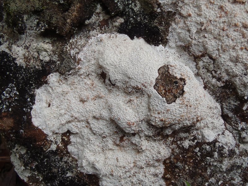 Pertusaria lactea