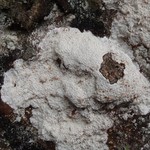 Pertusaria lactea