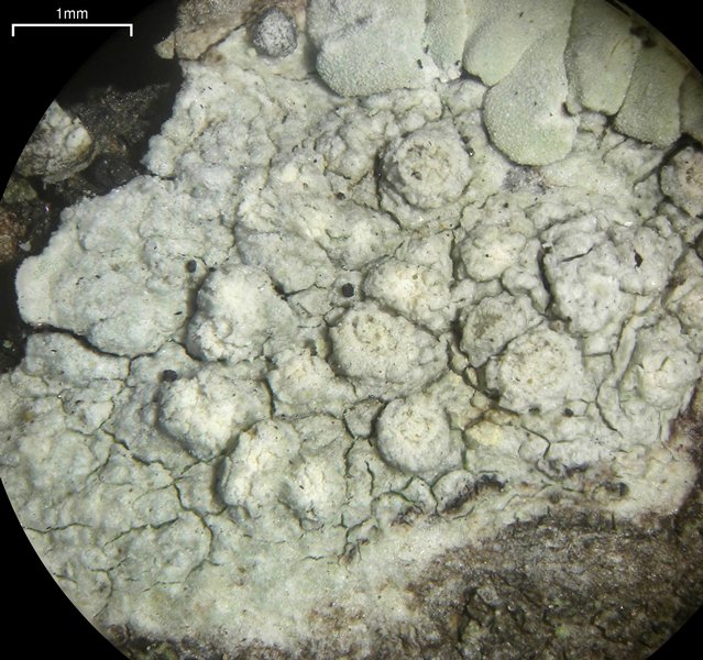 Pertusaria lecanina