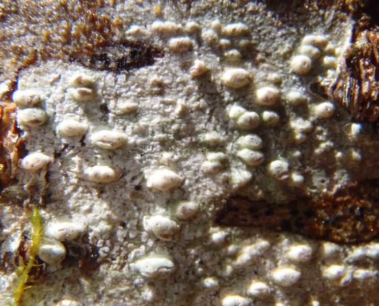 Pertusaria leioplaca