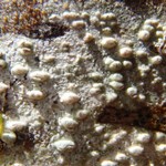 Pertusaria leioplaca