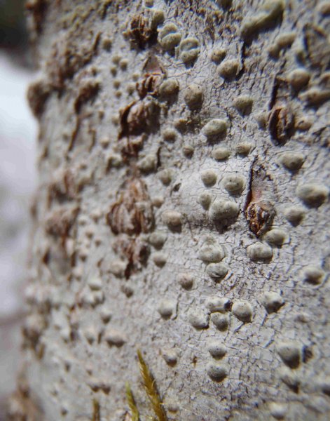 Pertusaria leioplaca