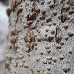 Pertusaria leioplaca