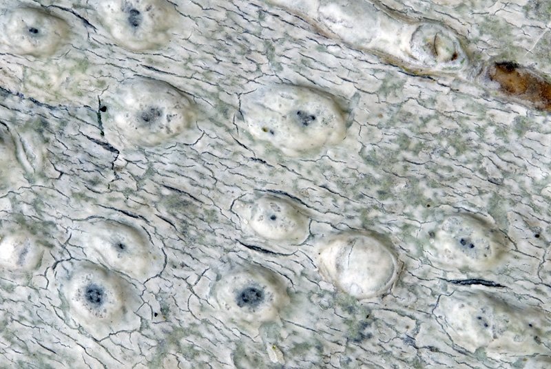 Pertusaria leioplaca