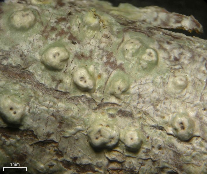 Pertusaria leioplaca