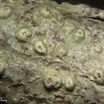 Pertusaria leioplaca