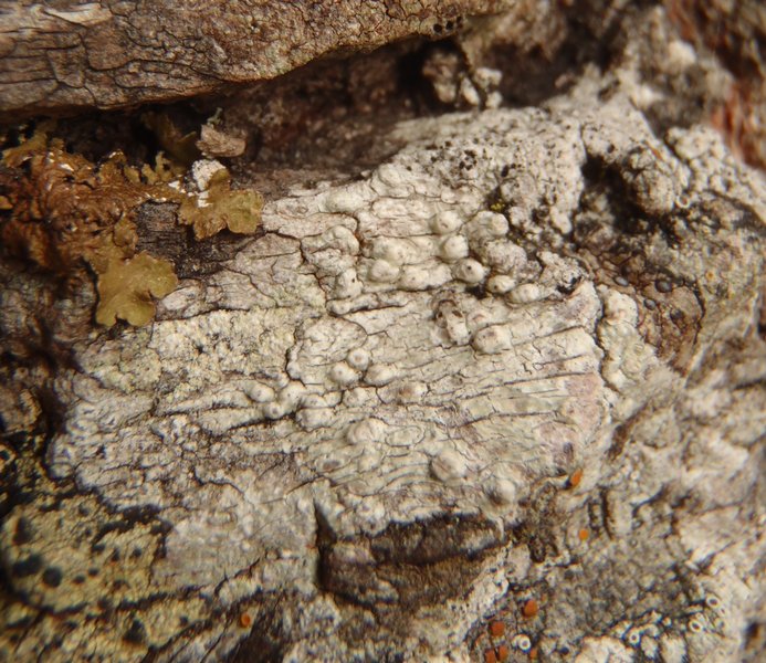 Pertusaria leioplaca