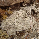 Pertusaria leioplaca