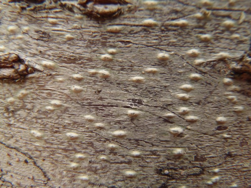 Pertusaria leioplaca