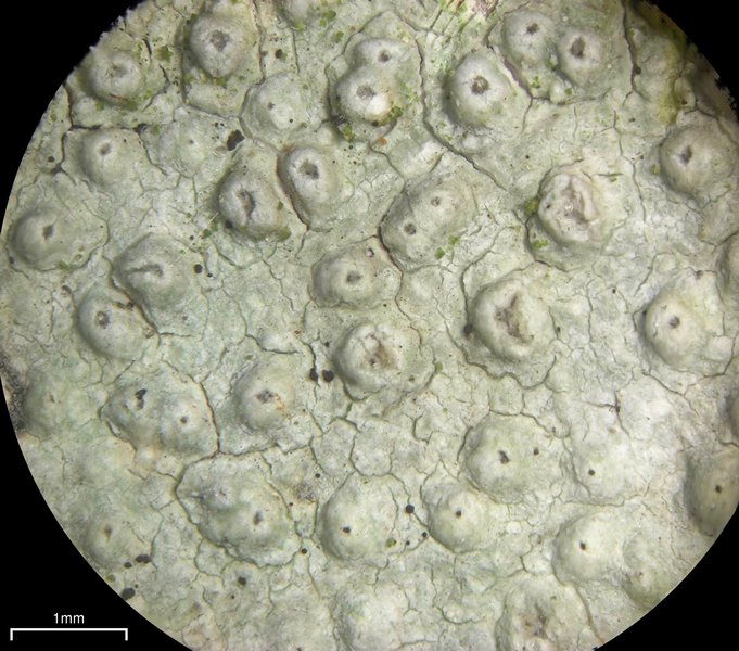 Pertusaria macounii