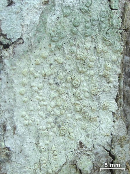 Pertusaria macounii