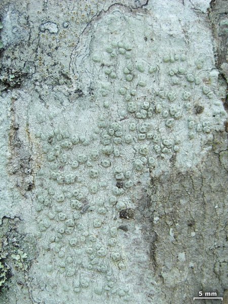 Pertusaria macounii