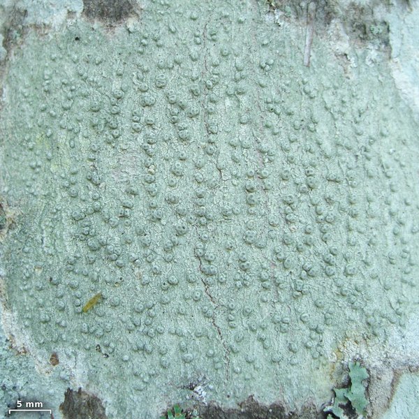 Pertusaria macounii