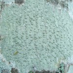 Pertusaria macounii