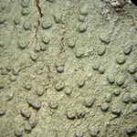 Pertusaria macounii