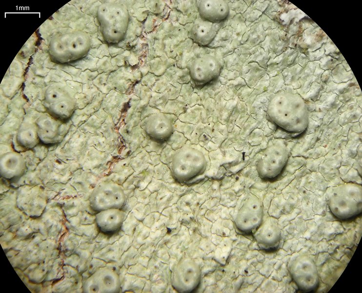 Pertusaria macounii