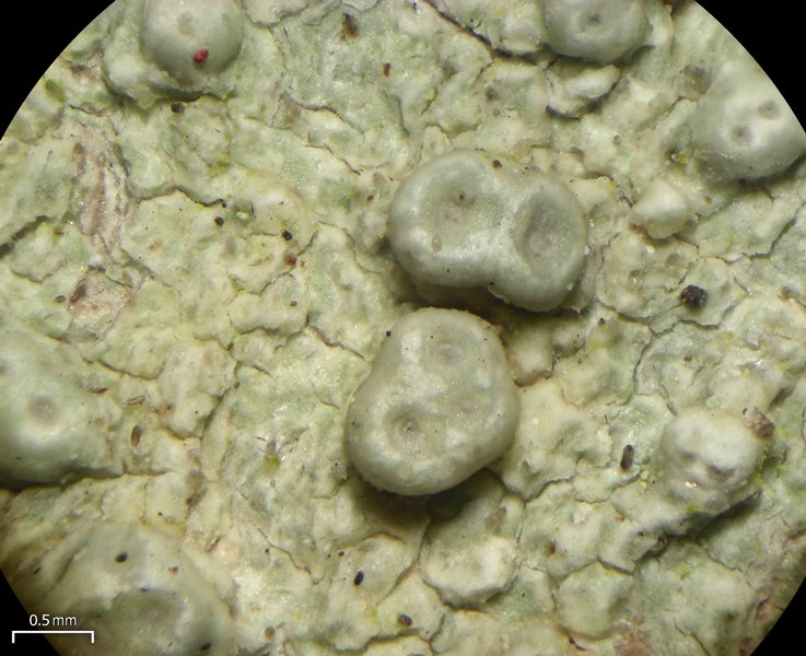 Pertusaria macounii